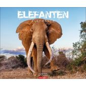 Elefanten Kalender 2025, Weingarten, EAN/ISBN-13: 9783839900284