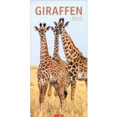 Giraffen Kalender 2025, Weingarten, EAN/ISBN-13: 9783839901397